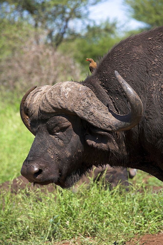 Cape buffalo (Syncerus caffer), with redbilled oxpecker, Kruger National Park, South Africa, Africa