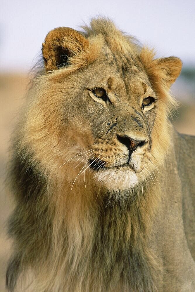 Lion, Panthera leo, Kalahari Gemsbok National Park, South Africa, Africa