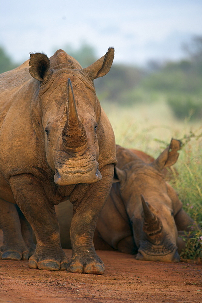 White rhino (Ceratotherium simum), Pilanesberg Game Reserve, North West Province, South Africa, Africa