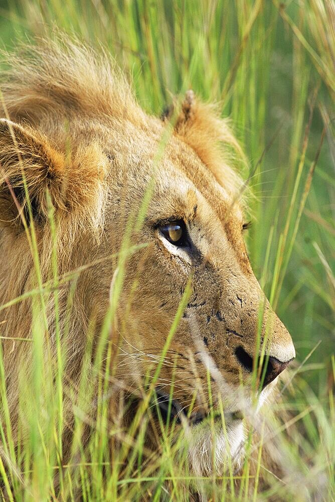 Male lion, Panthera leo, in the grass, Kruger National Park, South Africa, Africa