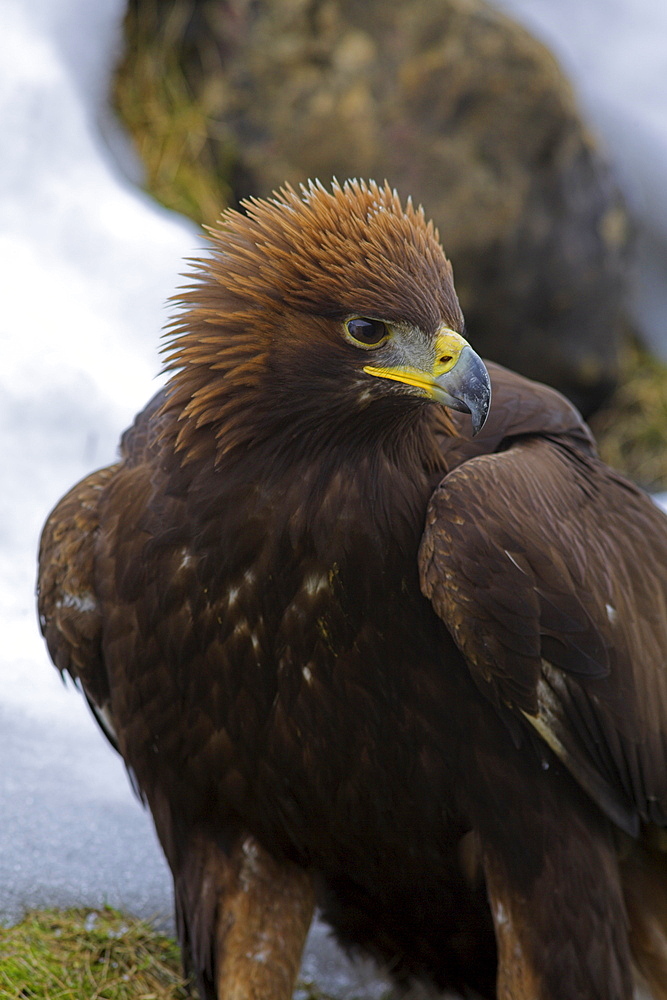 Golden eagle (Aquila chrysaetos), in snow, captive, United Kingdom, Europe