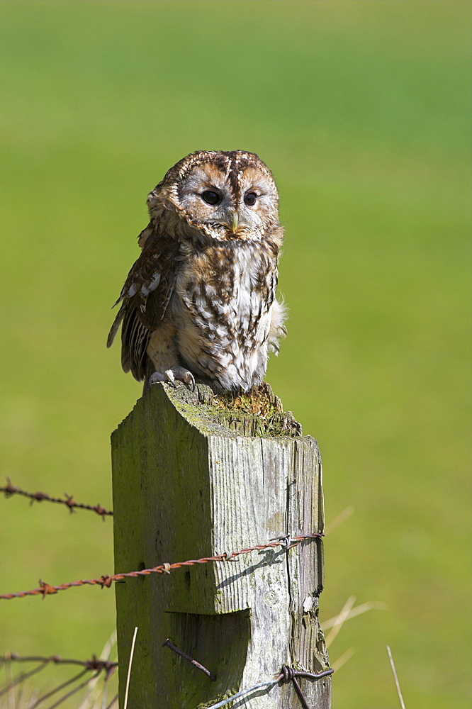 Tawny owl (Strix aluco), captive, perched, United Kingdom, Europe