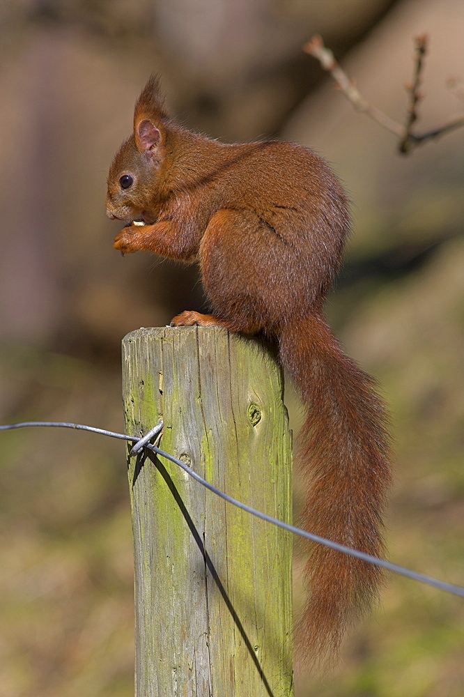 Red squirrel (Sciurus vulgaris), Formby, Liverpool, England, United Kingdom, Europe