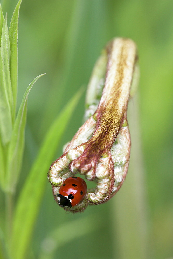 Seven-spot ladybird (Coccinella septempunctata), Lancashire, England, United Kingdom, Europe