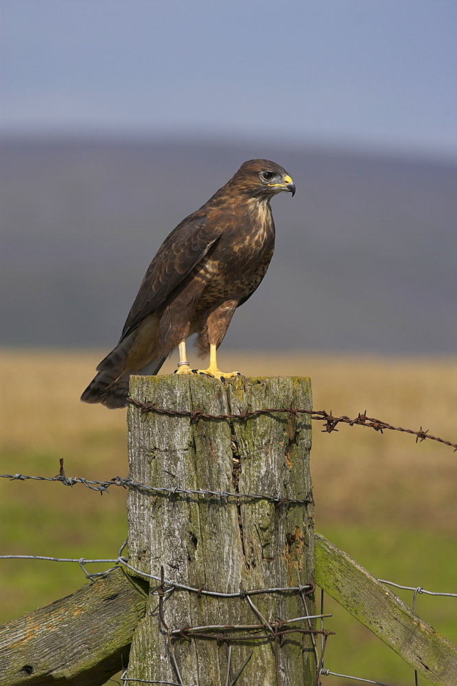 Bzzard (Buteo buteo) on fence post, captive, Cumbria, England, United Kingdom, Europe