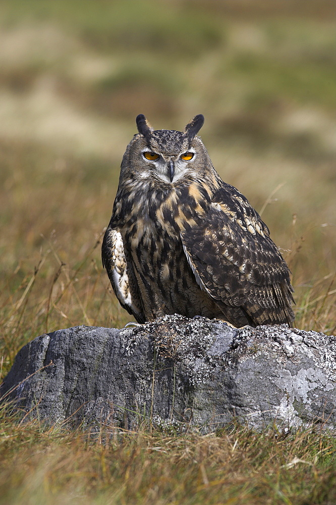 European eagle owl (Bubo bubo), on moorland, captive, United Kingdom, Europe