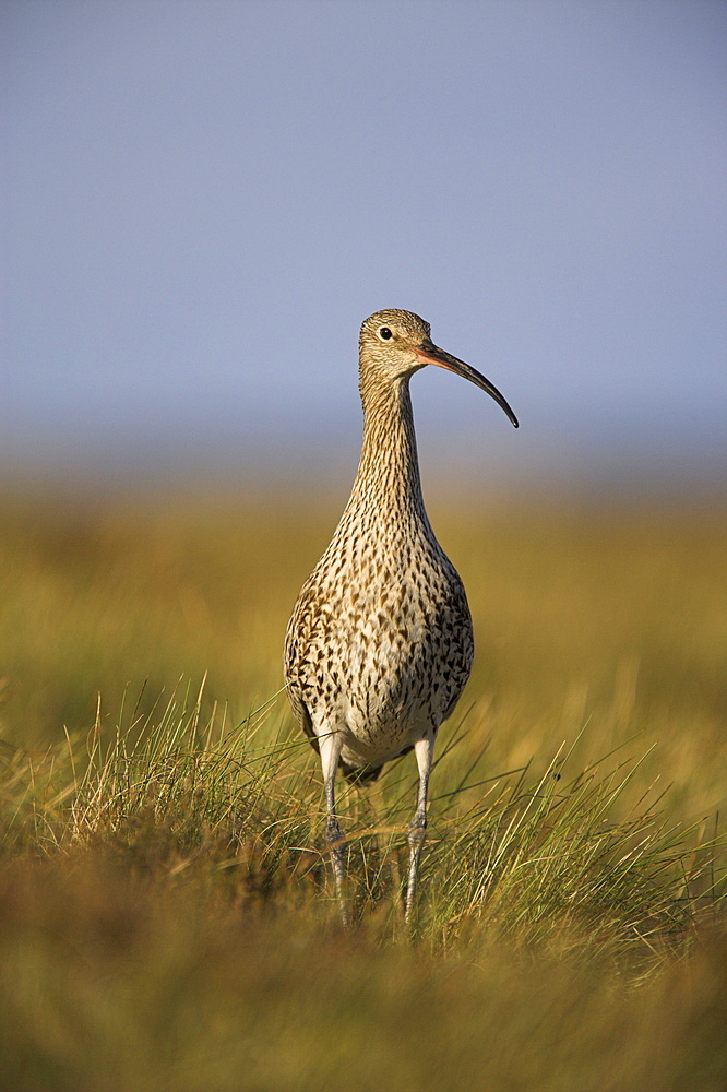 Curlew (Numenius arquata), Upper Teesdale, England, United Kingdom, Europe