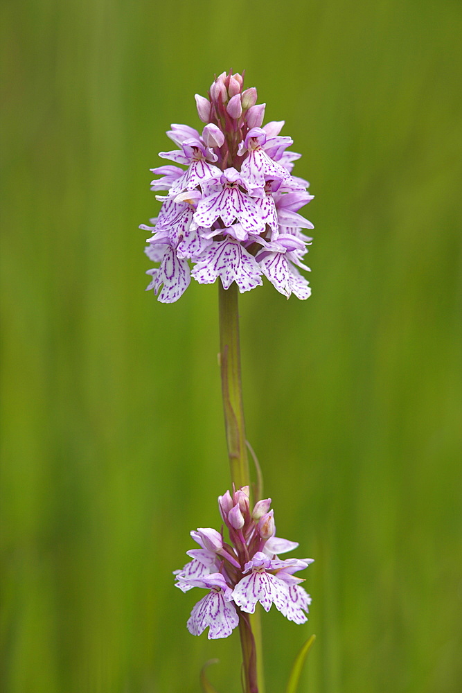 Heath spotted orchid (Dactylorhiza maculata), Grasspoint, Mull, Inner Hebrides, Scotland, United Kingdom, Europe