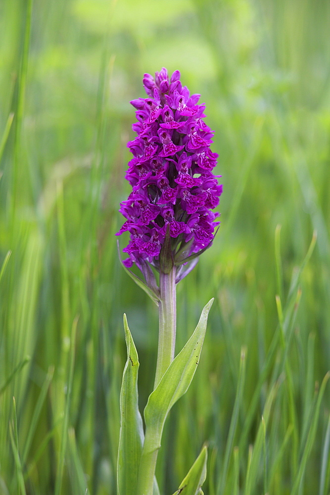 Northern marsh orchid (Dactylorhiza purpurella), Craignure, Mull, Inner Hebrides, Scotland, United Kingdom, Europe