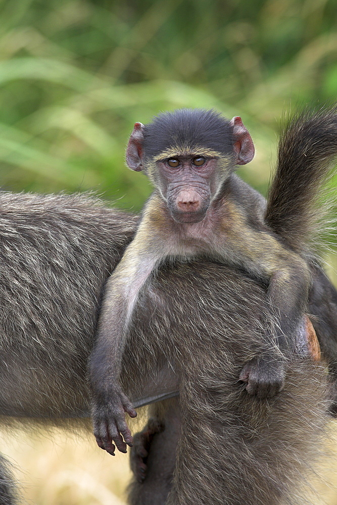 Young chacma baboon (Papio cynocephalus ursinus), riding on adult's back, Kruger National Park, Mpumalanga, South Africa, Africa