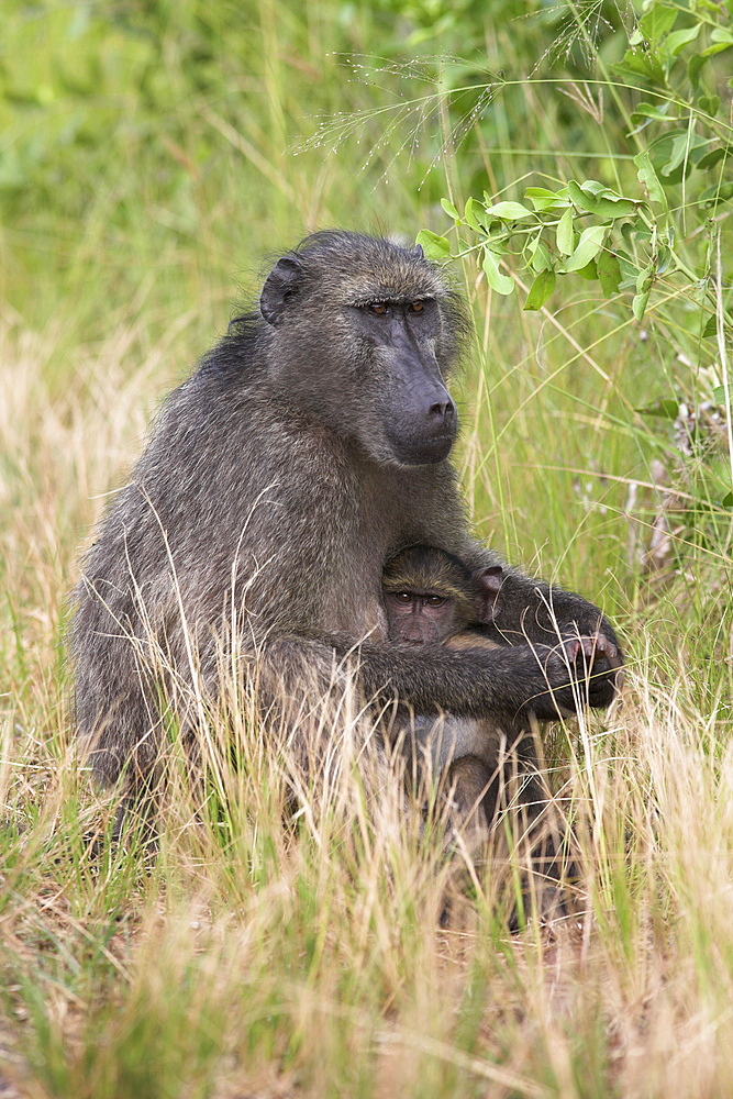 Chacma baboon (Papio cynocephalus), with infant, Kruger National Park, South Africa, Africa