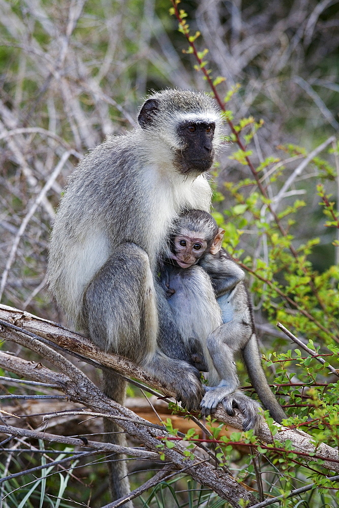 Vervet monkey (Cercopithecus aethiops), with baby, Kruger National Park, South Africa, Africa