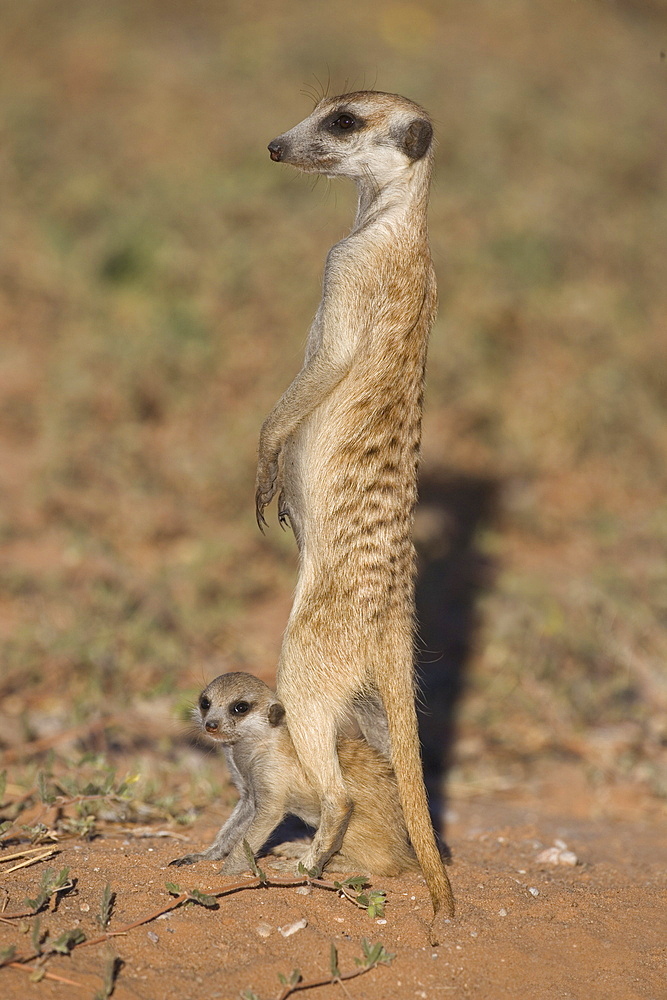 Meerka (Suricata suricatta) with young, Kgalagadi Transfrontier Park, South Africa, Africa