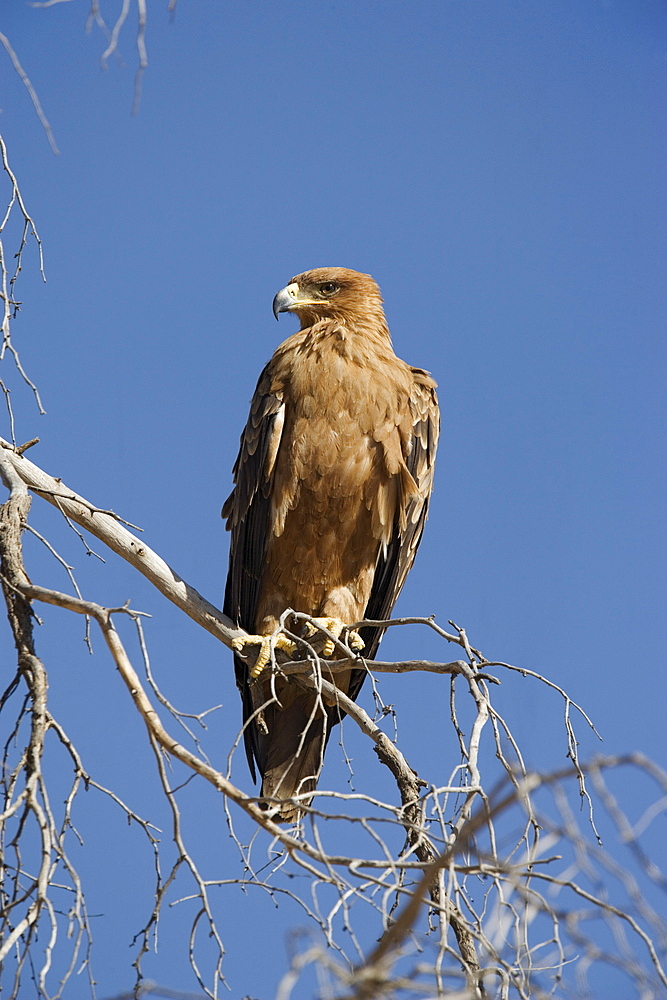 Tawny eagle (Aquila rapax), Kgalagadi Transfrontier Park, Northern Cape, South Africa, Africa