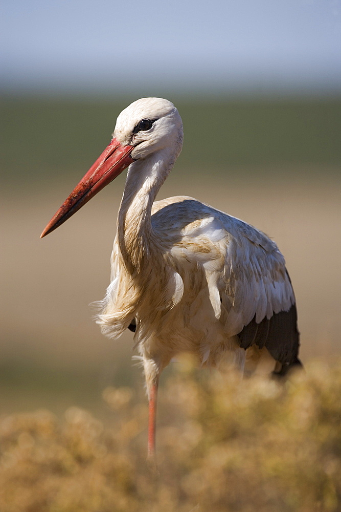 White stork (Ciconia ciconia), Addo National Park, South Africa, Africa