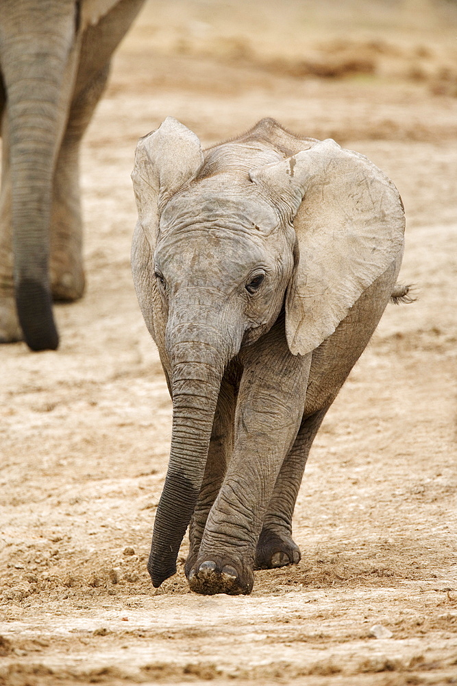 African elephant (Loxodonta africana), calf, Addo Elephant National Park, South Africa, Africa