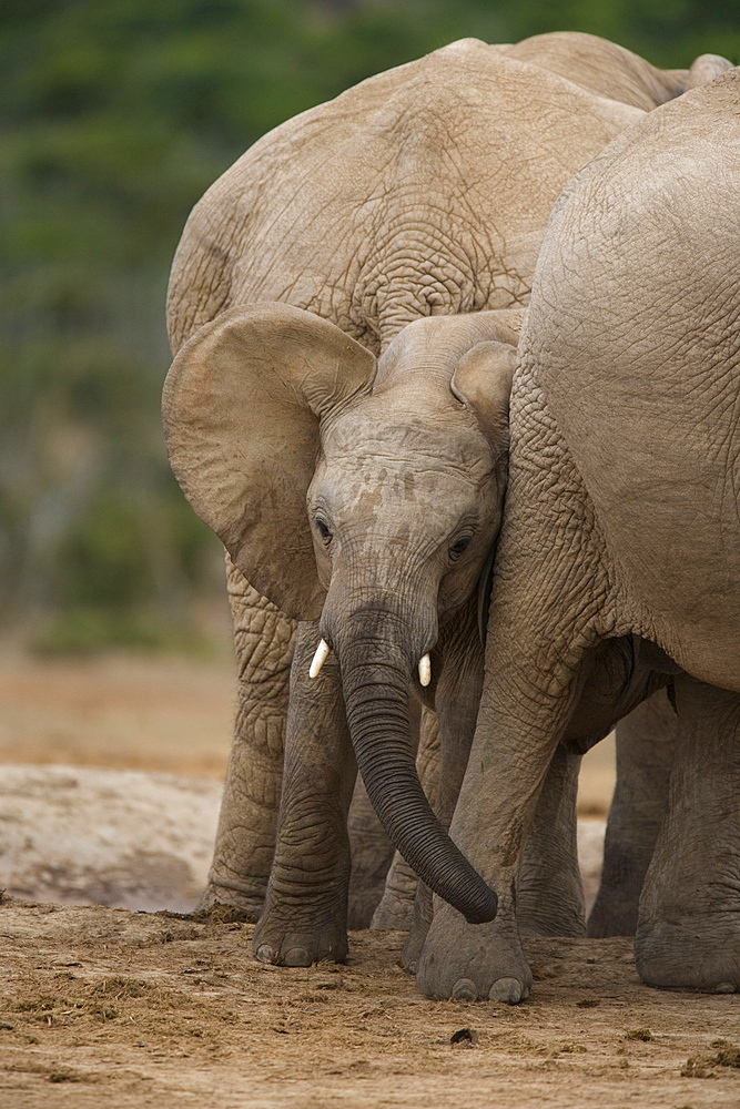 African elephant calf (Loxodonta africana), Addo Elephant National Park, South Africa, Africa