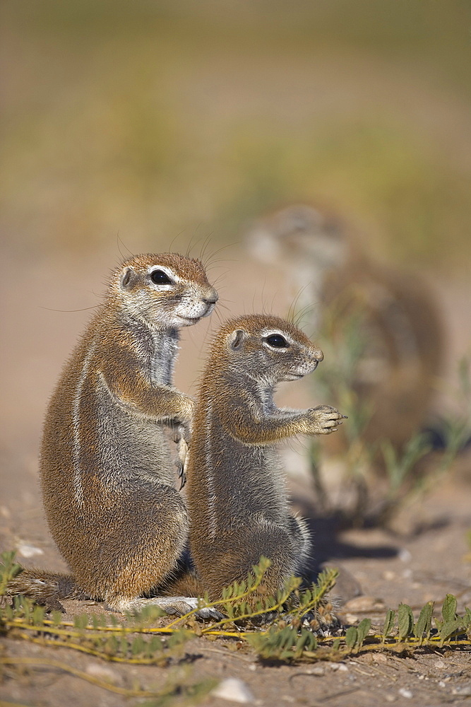 Ground squirrel (Xerus inauris), with young, Kgalagadi Transfrontier Park, Northern Cape, South Africa, Africa