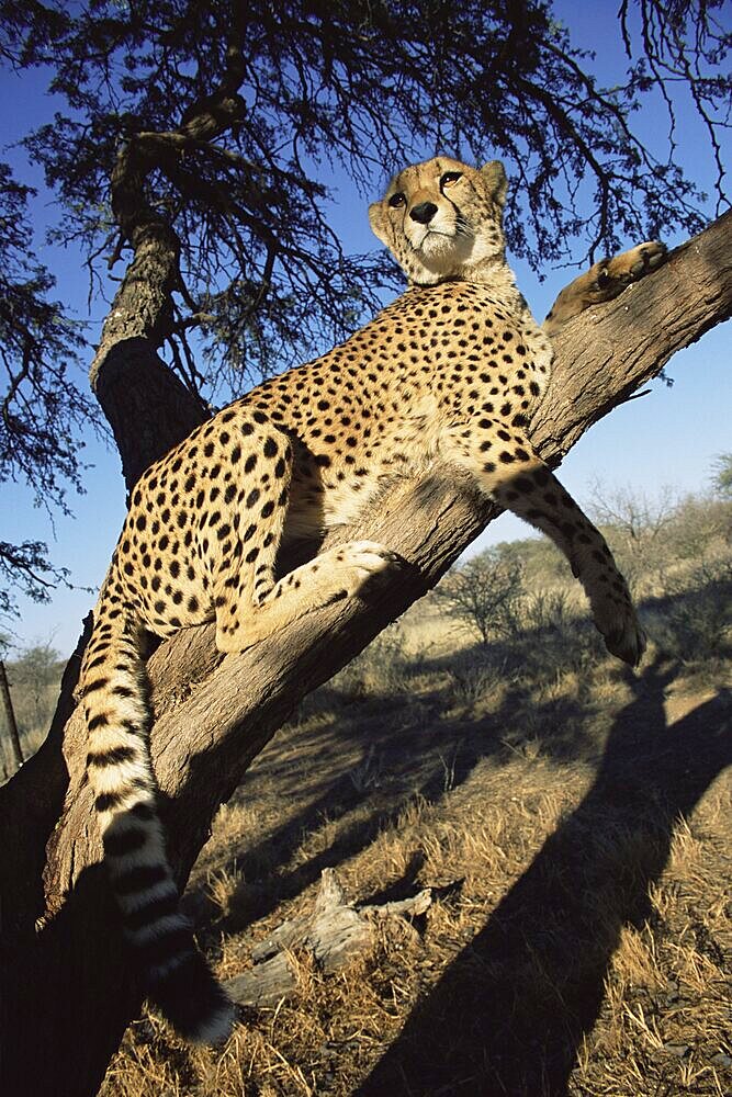 Cheetah, Acinonyx jubatus, in captivity, Namibia, Africa