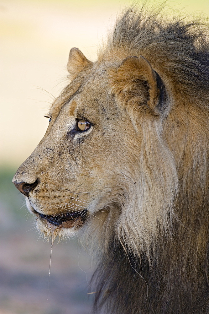 Lion (Panthera leo), Kgalagadi Transfrontier Park, Northern Cape, South Africa, Africa