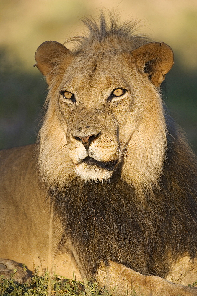 Lion (Panthera leo), Kgalagadi Transfrontier Park, Northern Cape, South Africa, Africa