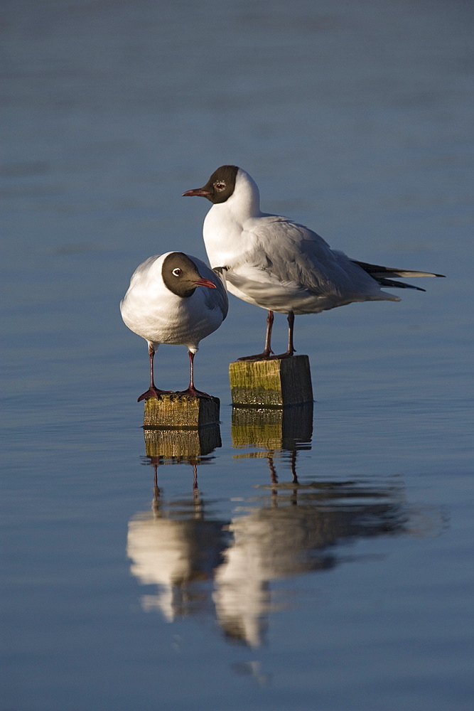 Blackheaded gulls (Larus ridibundus), Leighton Moss RSPB reserve, Lancashire, England, United Kingdom, Europe