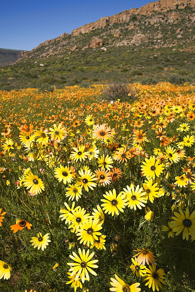 Annual spring wildlflower carpets, Biedouw Valley, Western Cape, South Africa, Africa