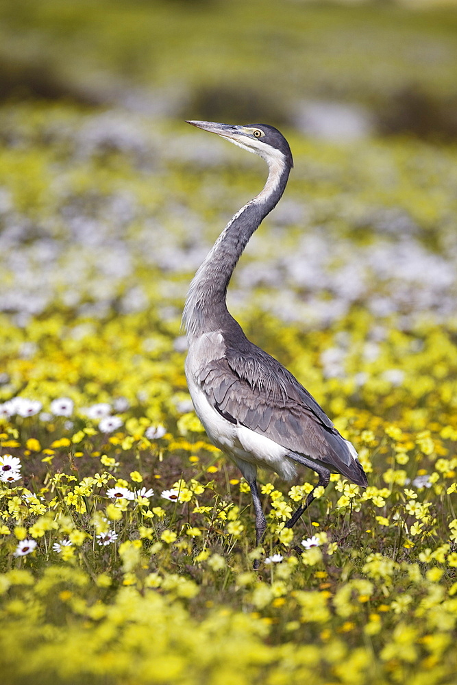 Blackheaded heron (Ardea melanocephala), among spring flowers, West Coast National Park, Western Cape, South Africa, Africa