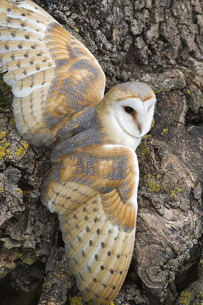 Barn owl (Tyto alba), captive, Cumbria, England, United Kingdom, Europe