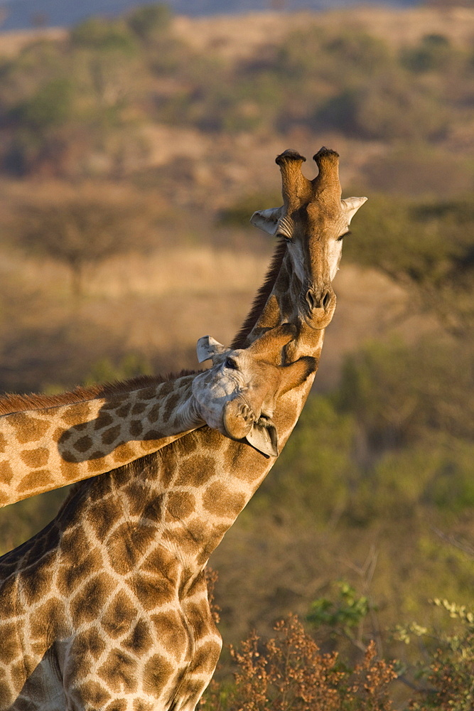 Giraffes necking (Giraffa camelopardalis), Ithala (Ntshondwe) Game reserve, KwaZulu Natal, South Africa, Africa