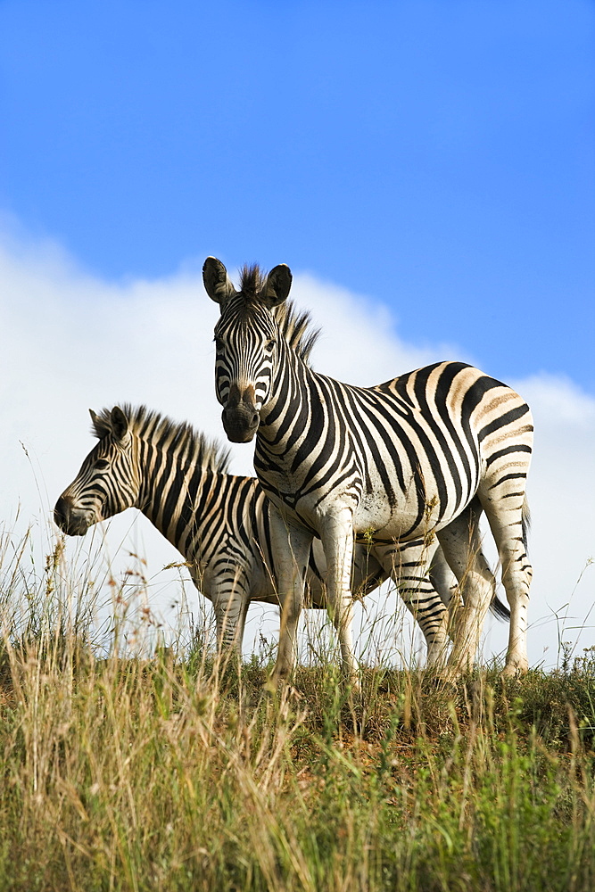 Burchell's zebra (Equus burchelli), Ithala Game Reserve, KwaZulu Natal, South Africa, Africa