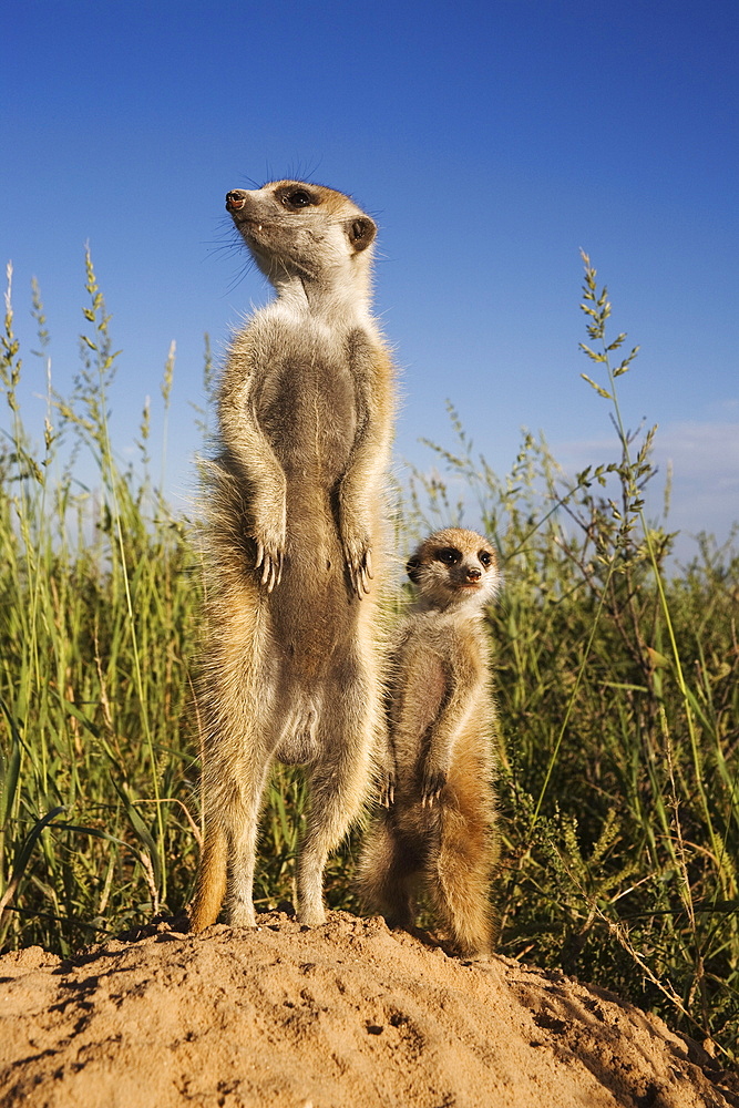 Meerkat (Suricata suricatta) with young, Kalahari Meerkat Project, Van Zylsrus, Northern Cape, South Africa, Africa