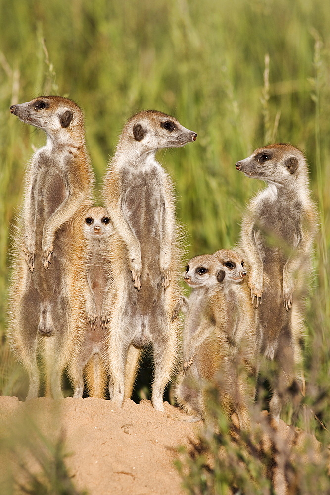 Meerkats (Suricata suricatta) with young, Kalahari Meerkat Project, Van Zylsrus, Northern Cape, South Africa, Africa