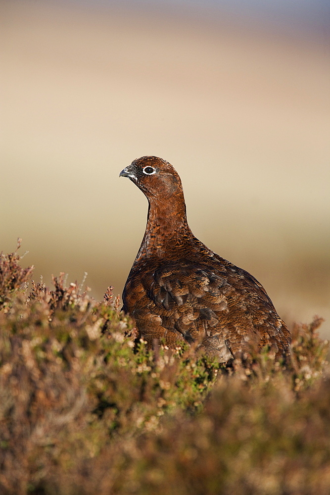 Red grouse (Lagopus lagopus) in heather, North Pennines, England, United Kingdom, Europe