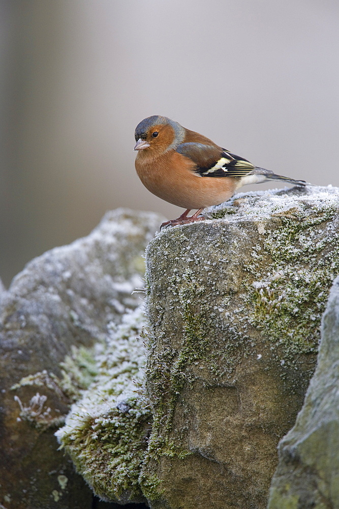 Male chaffinch (Fringilla coelebs), on stone wall, United Kingdom, Europe