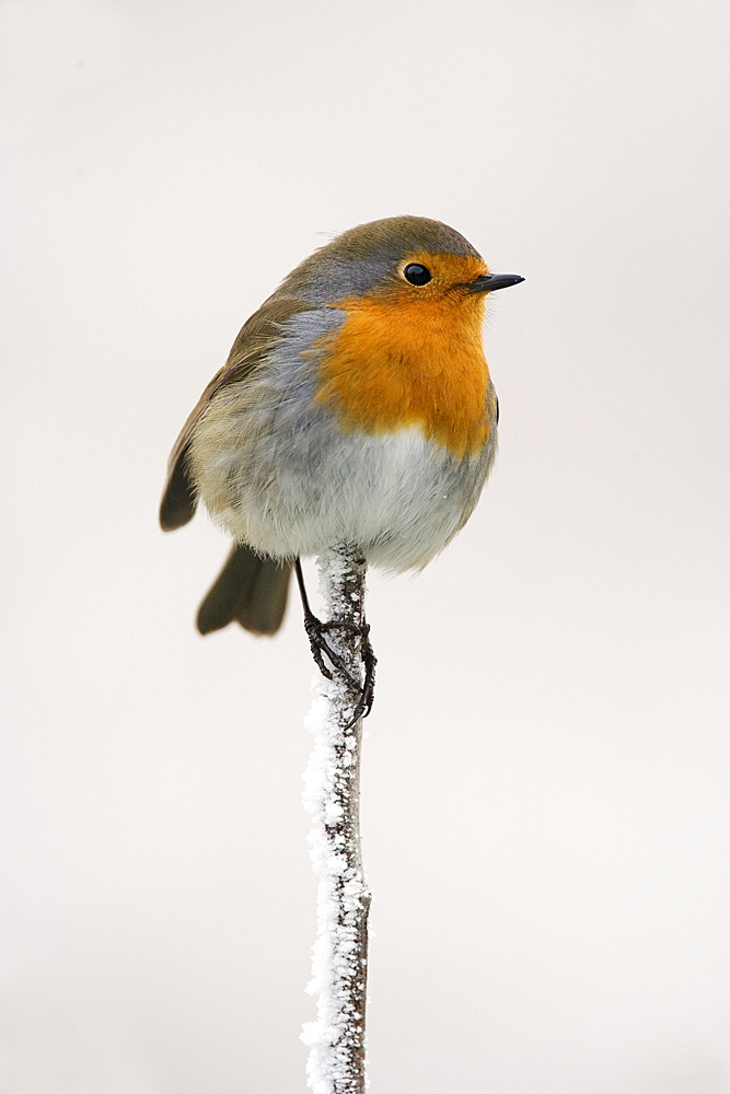 Robin (Erithacus rubecula) on frosty twig in winter, Northumberland, England, United Kingdom, Europe