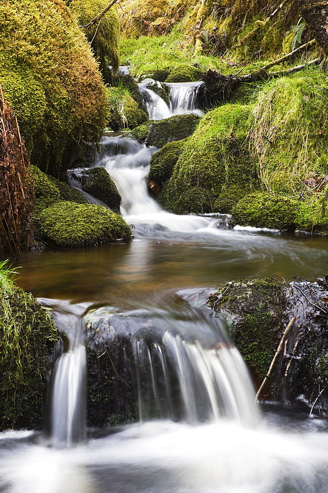 Stream in oak wood, Ariundle Woods National Nature Reserve, Strontian, Argyll, Scotland, United Kingdom, Europe