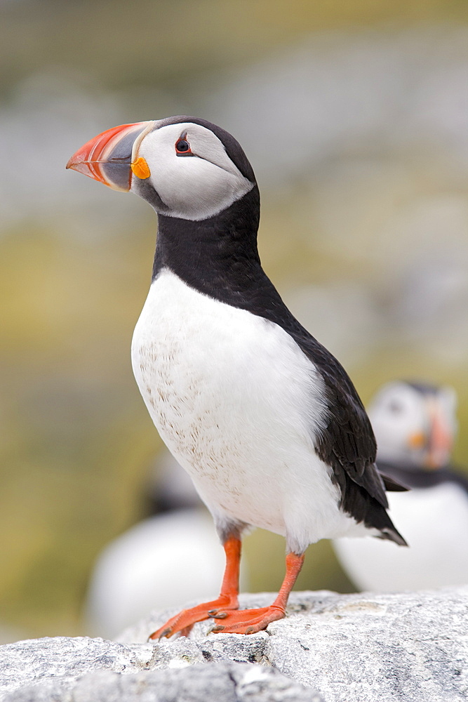 Puffin (Fratercula arctica), Farne Islands, Northumberland, England, United Kingdom, Europe