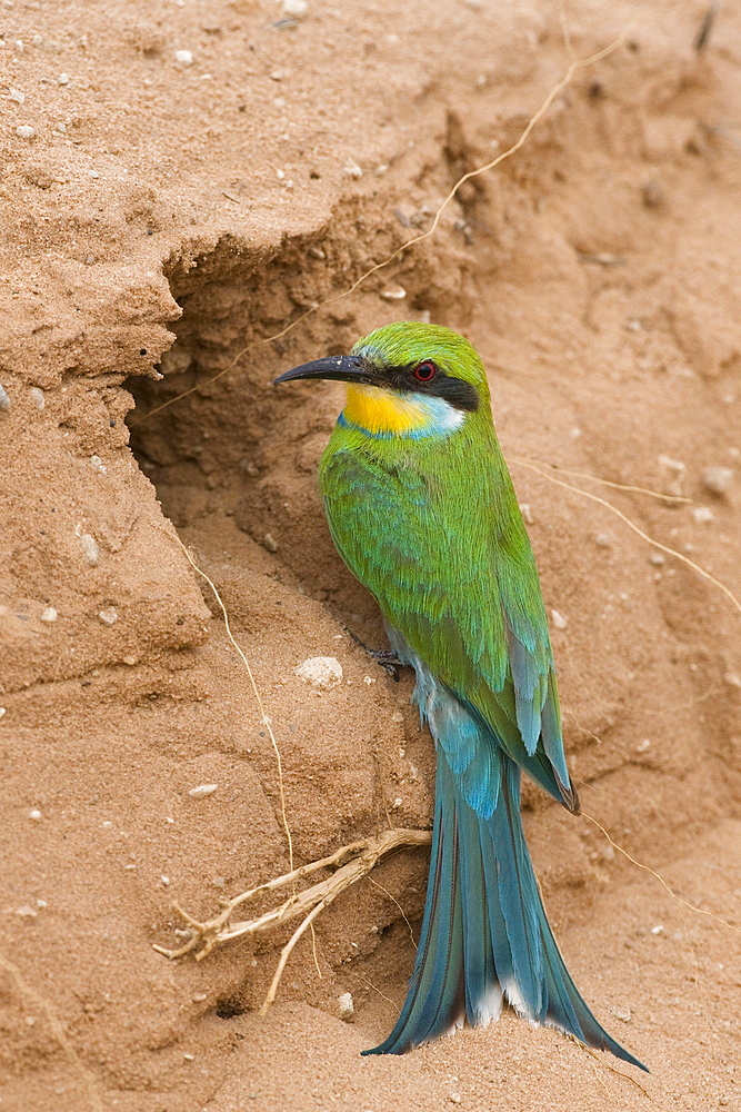 Swallow-tailed bee-eater (Merops hirundineus), at nest hole, Kgalagadi Transfrontier Park, South Africa, Africa