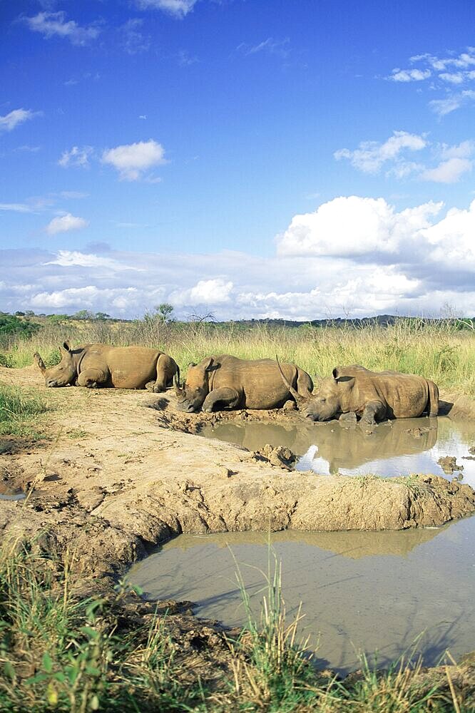 White rhinoceros (rhino), Ceratotherium simum, at rest, Hluhluwe Umfolozi Game Reserve, South Africa, Africa