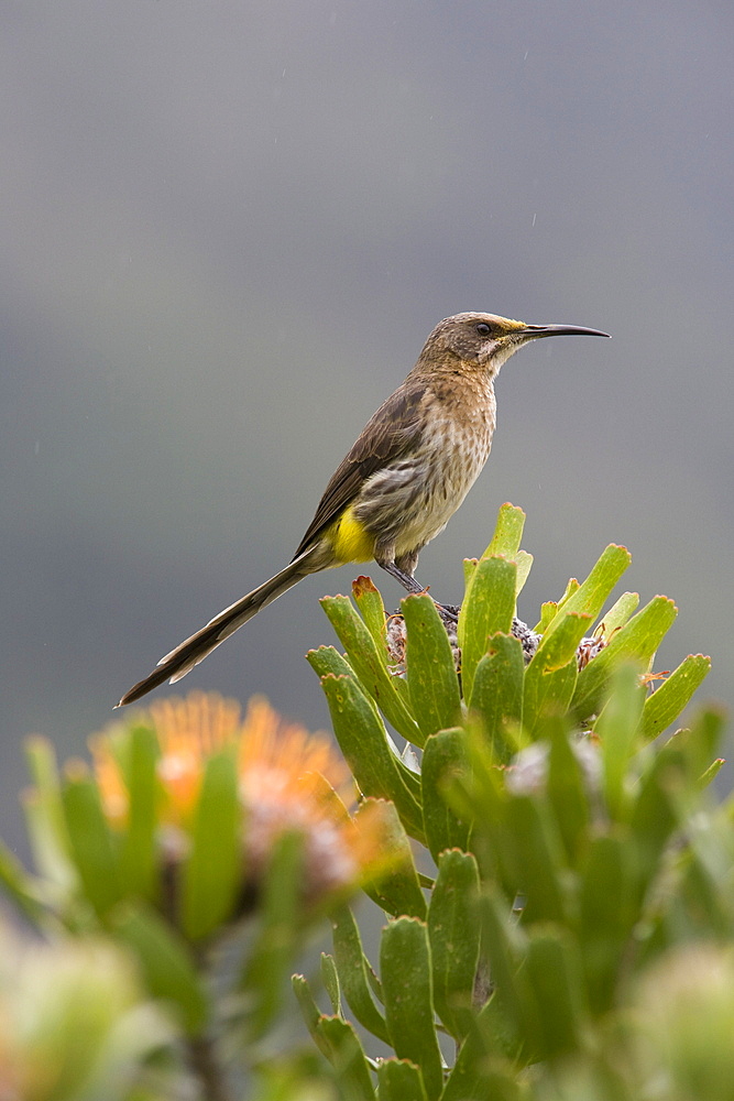 Cape sugarbird (Promerops cafe), perched on protea, Kirstenbosch Botanical Gardens, Cape Town, South Africa, Africa