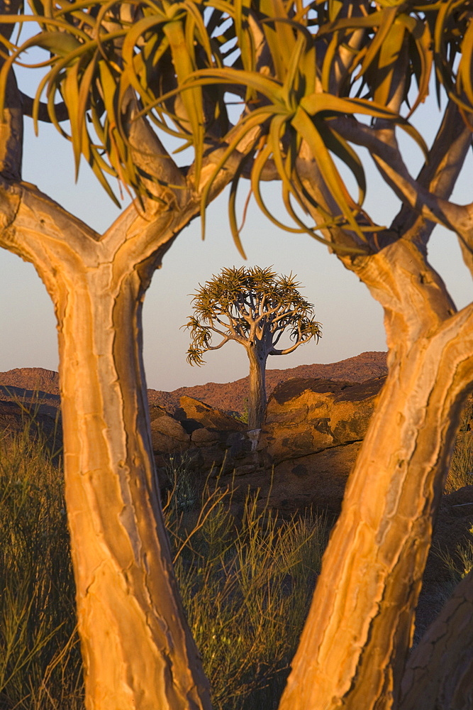 Quiver trees (kokerboom) (Aloe dichotoma), Augrabies Falls National Park, Northern Cape, South Africa, Africa