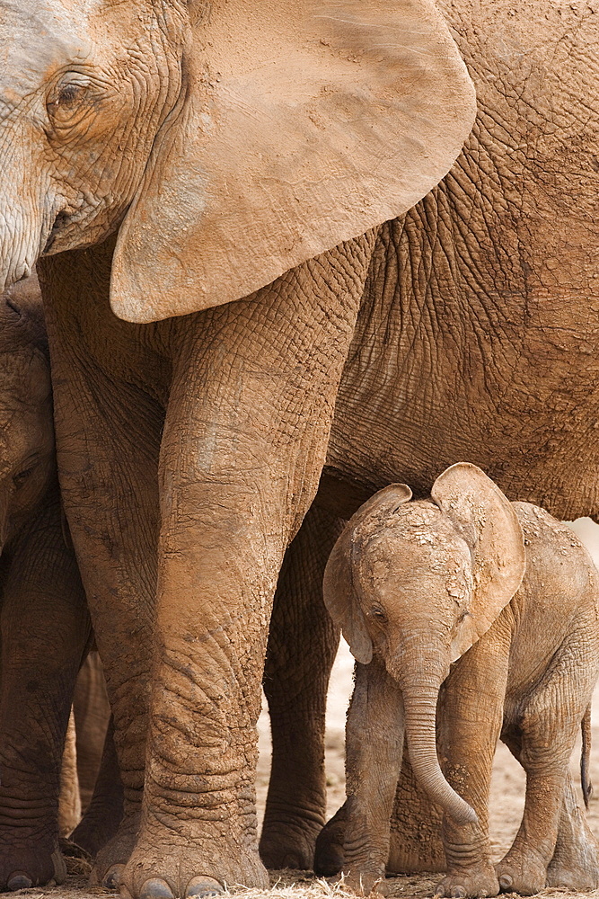 Elephant and baby (Loxodonta africana), Addo Elephant National Park, Eastern Cape, South Africa, Africa