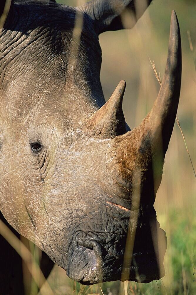 White rhonoceros (rhino), Ceratotherium simum, Hluhluwe Game Reserve, KwaZulu-Natal, South Africa, Africa