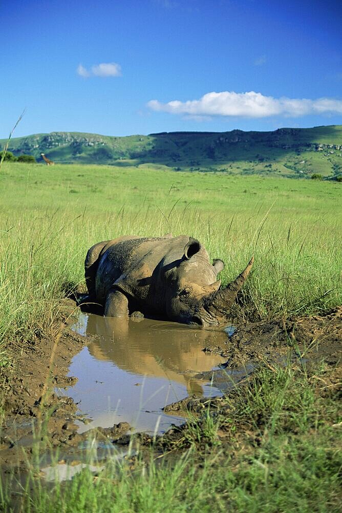 White rhinoceros (rhino), Ceratotherium simum, cooling off, Itala Game Reserve, South Africa, Africa