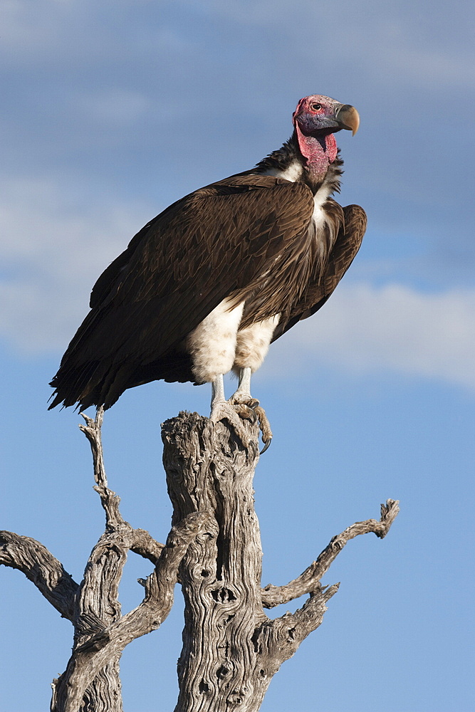 Lappetfaced vulture (Torgos tracheliotus), Etosha National Park, Namibia, Africa