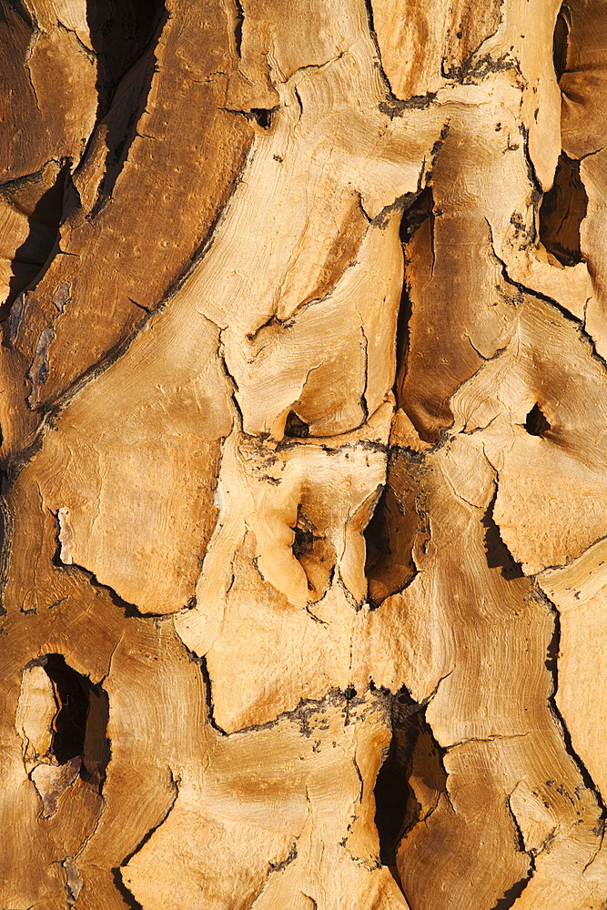 Quiver tree bark (Aloe dichotoma), Quiver tree forest, Keetmanshoop, Namibia, Africa