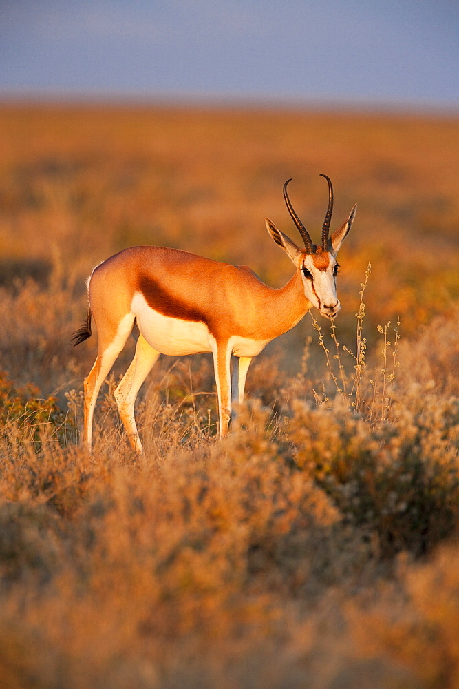 Springbok (Antidorcas marsupialis), female feeding, Etosha National Park, Namibia, Africa