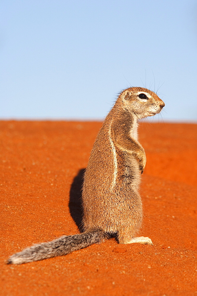 Ground squirrel (Xerus inauris), Kgalagadi Transfrontier Park, Northern Cape, South Africa, Africa