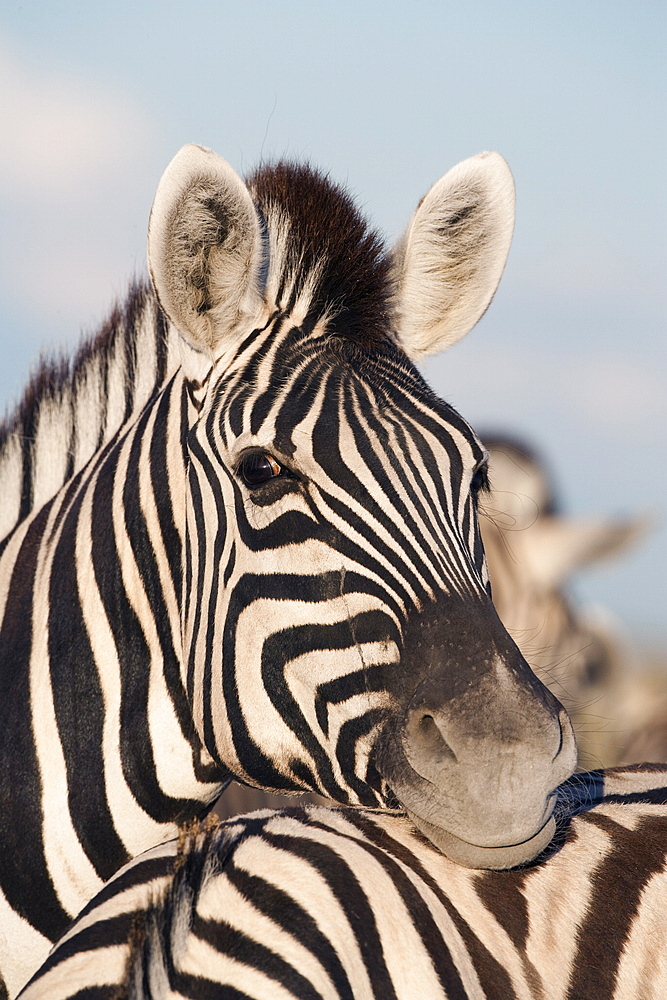 Burchell's zebra (Equus burchelli), resting, Etosha National Park, Namibia, Africa